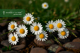 Chamomile