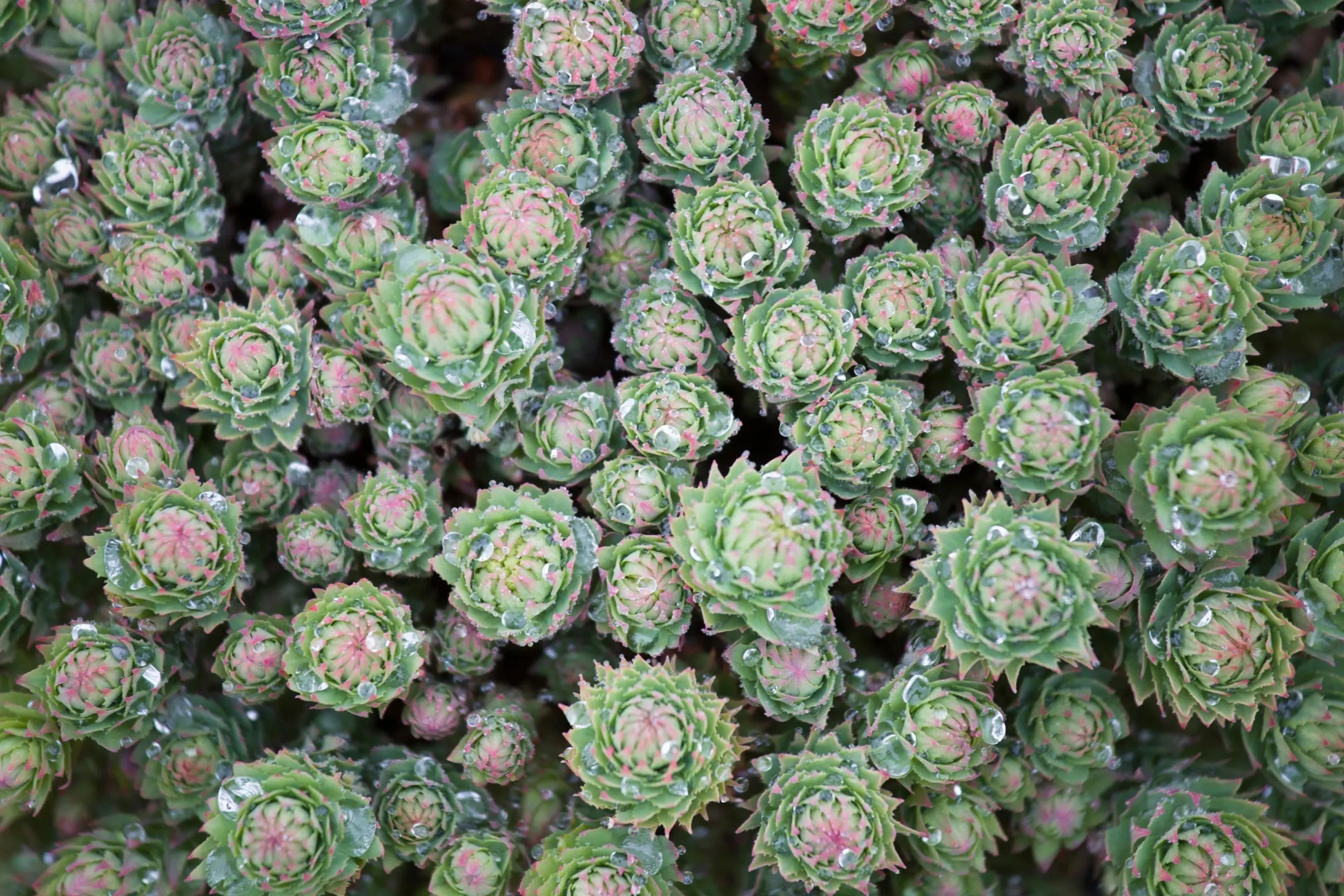 Learn-the-Herbs-Rhodiola-Rosea Secrets Of The Tribe