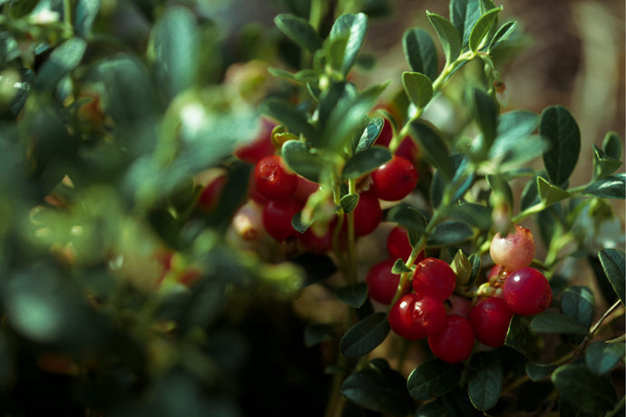 Learn the Herbs: Cranberry