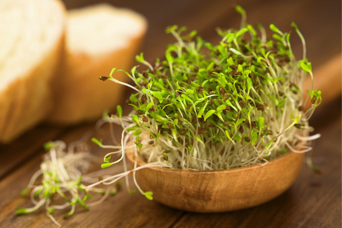 Learn the Herbs: Alfalfa