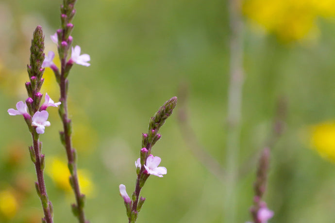 Learn the Herbs: Blue Vervain Health Benefits