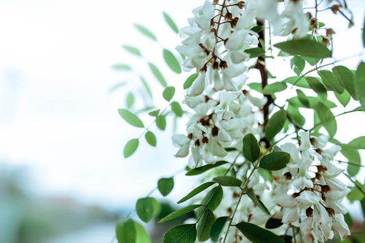 Learn the Herbs: Acacia