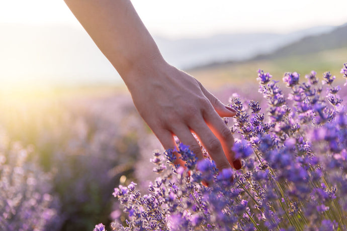 Learn the Herbs – Lavender