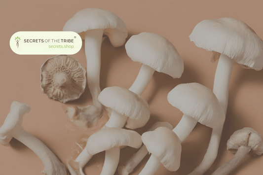 Agaricus Blazei Benefits