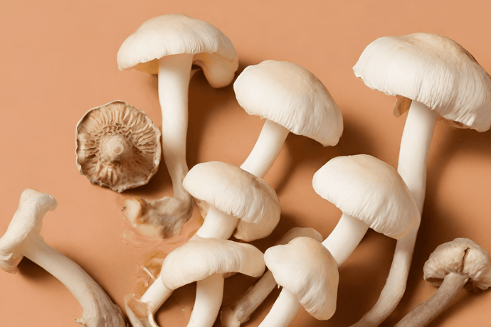 Agaricus Blazei Benefits: A Mushroom Miracle for Health and Wellness
