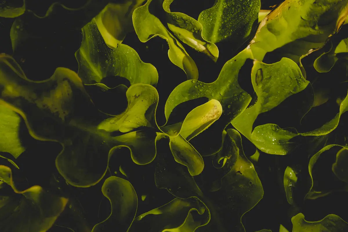 Algae-Benefits-for-Humans-and-Role-in-Nature Secrets Of The Tribe 