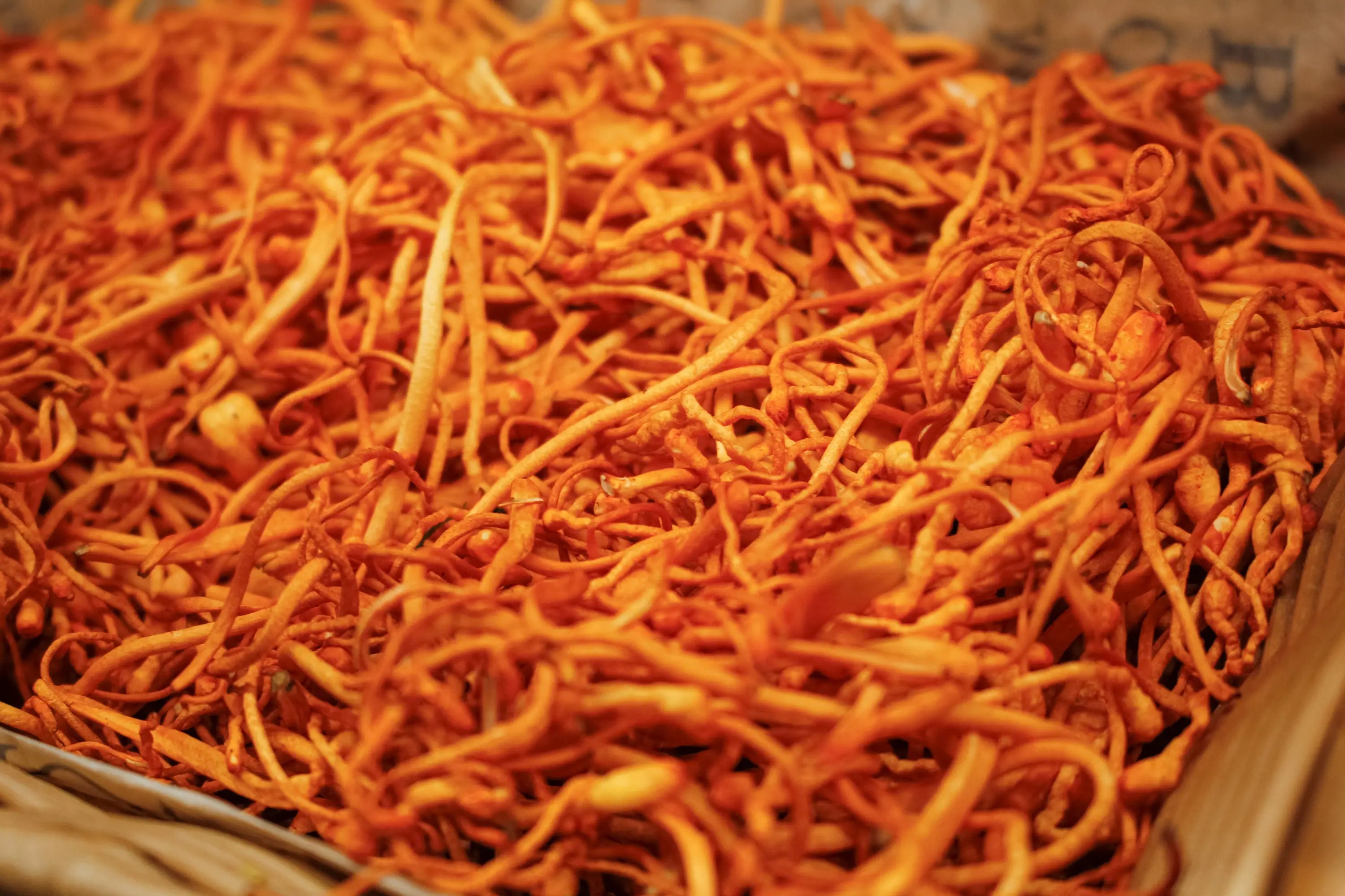 Benefits-of-Organic-Cordyceps-Your-Ultimate-Guide Secrets Of The Tribe 