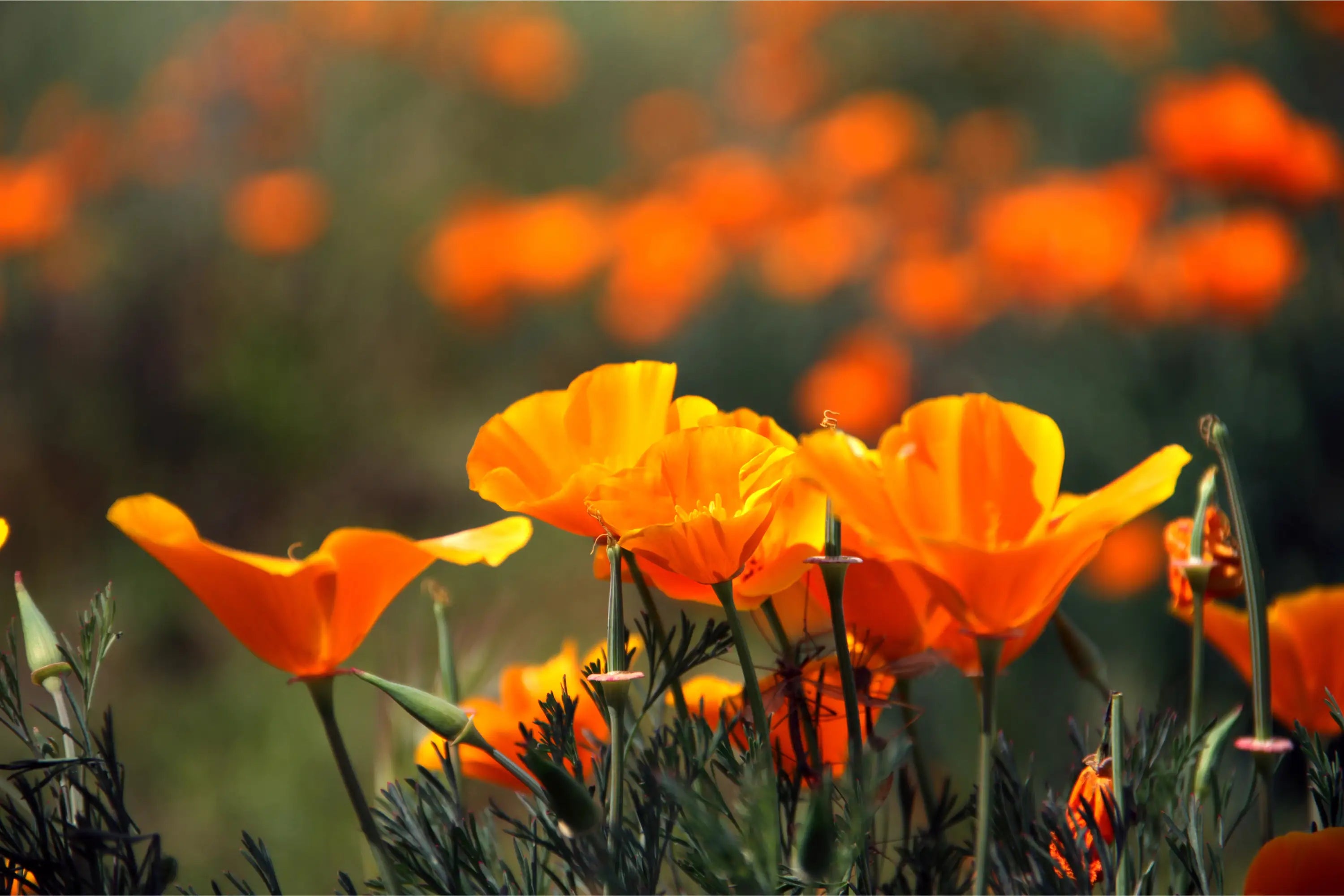 California-Poppy-Tincture-Benefits-Dosage-and-Side-Effects Secrets Of The Tribe 