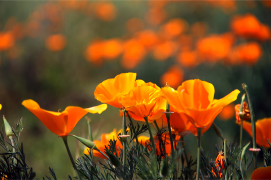 California Poppy Tincture: Benefits, Dosage, and Side Effects