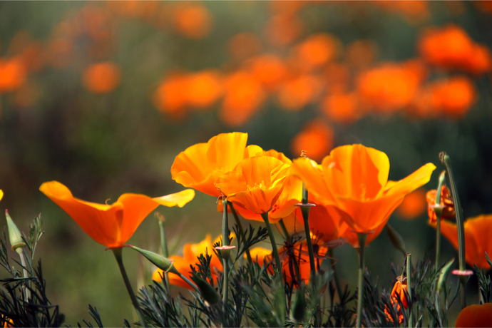 California Poppy Tincture: Benefits, Dosage, and Side Effects