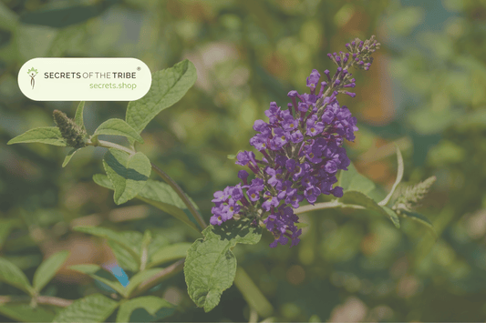 Herbs for Hormone Balance