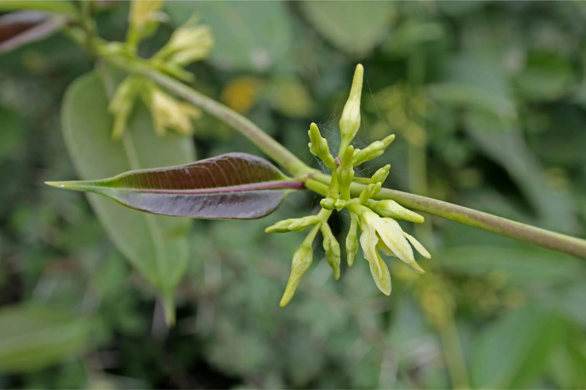 Cryptolepis: Benefits, Dosage, and Side Effects - Secrets Of The Tribe