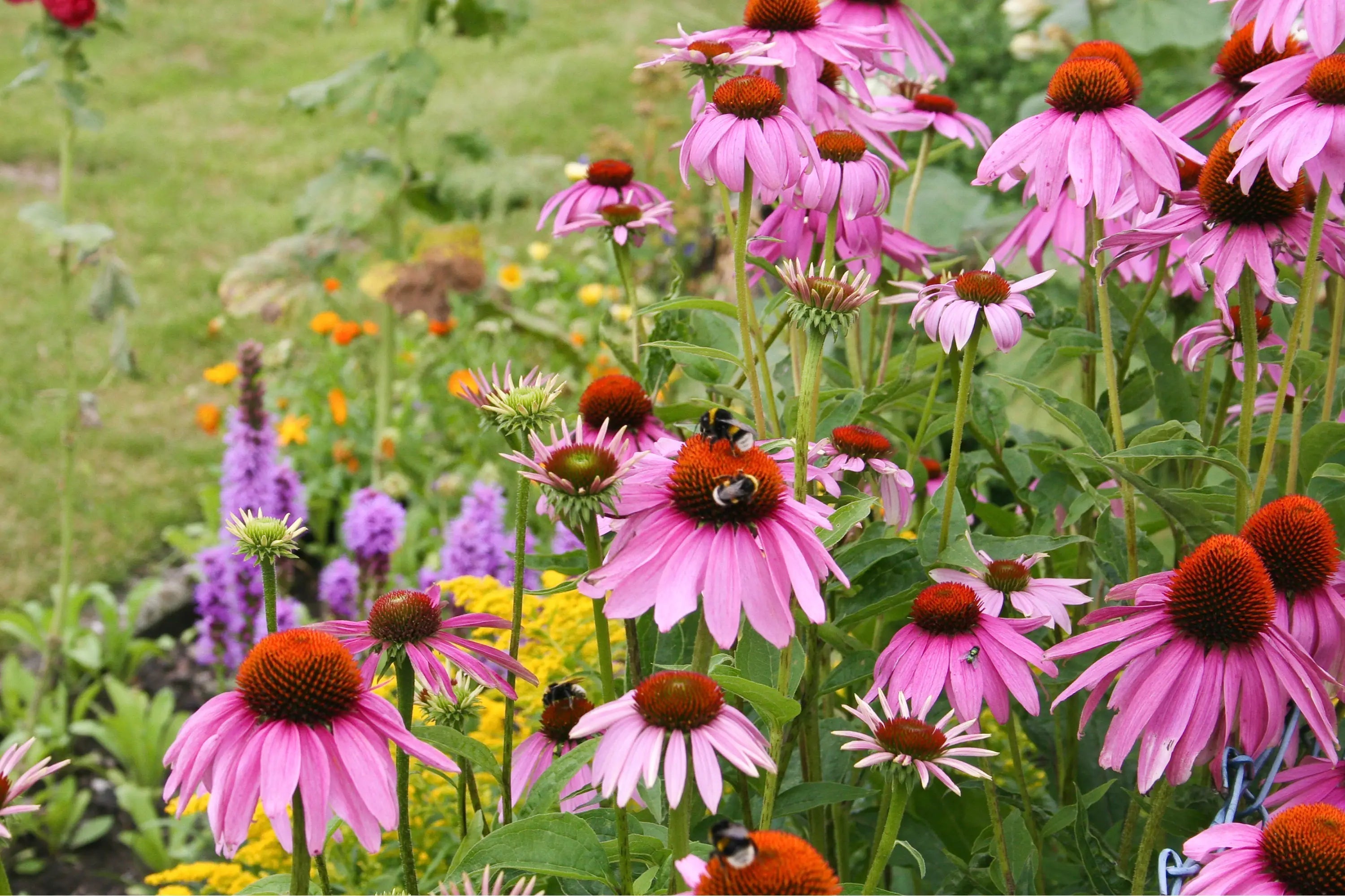 Echinacea-for-Kids-Benefits-Dosages-Types-and-Precautions Secrets Of The Tribe 