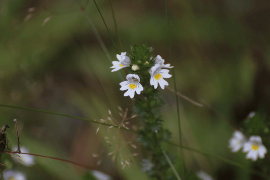 Eyebright herb benefits