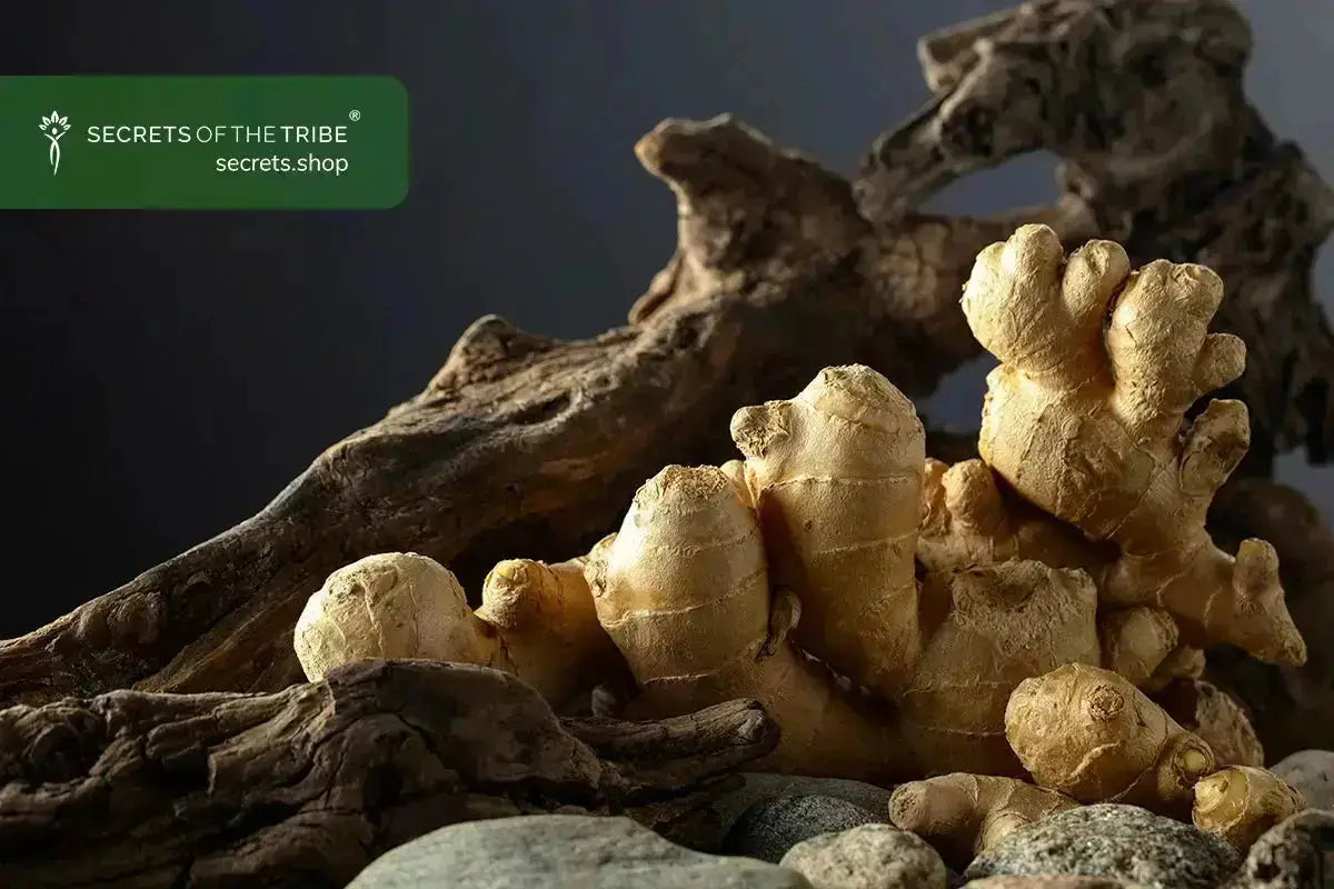 Ginger-Root-Supplements-5-Benefits-for-Health Secrets Of The Tribe 