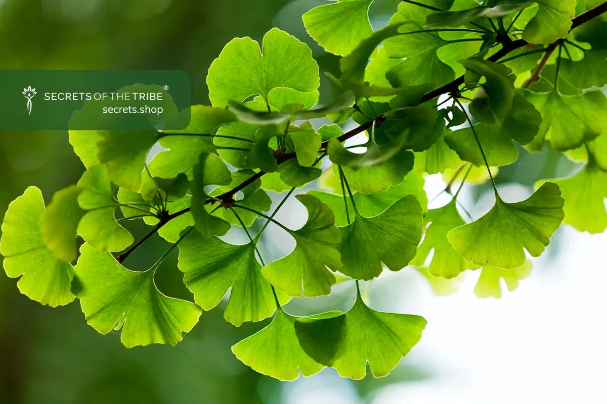 Ginkgo Biloba: Benefits of the Living Relic -  Secrets Of The Tribe 