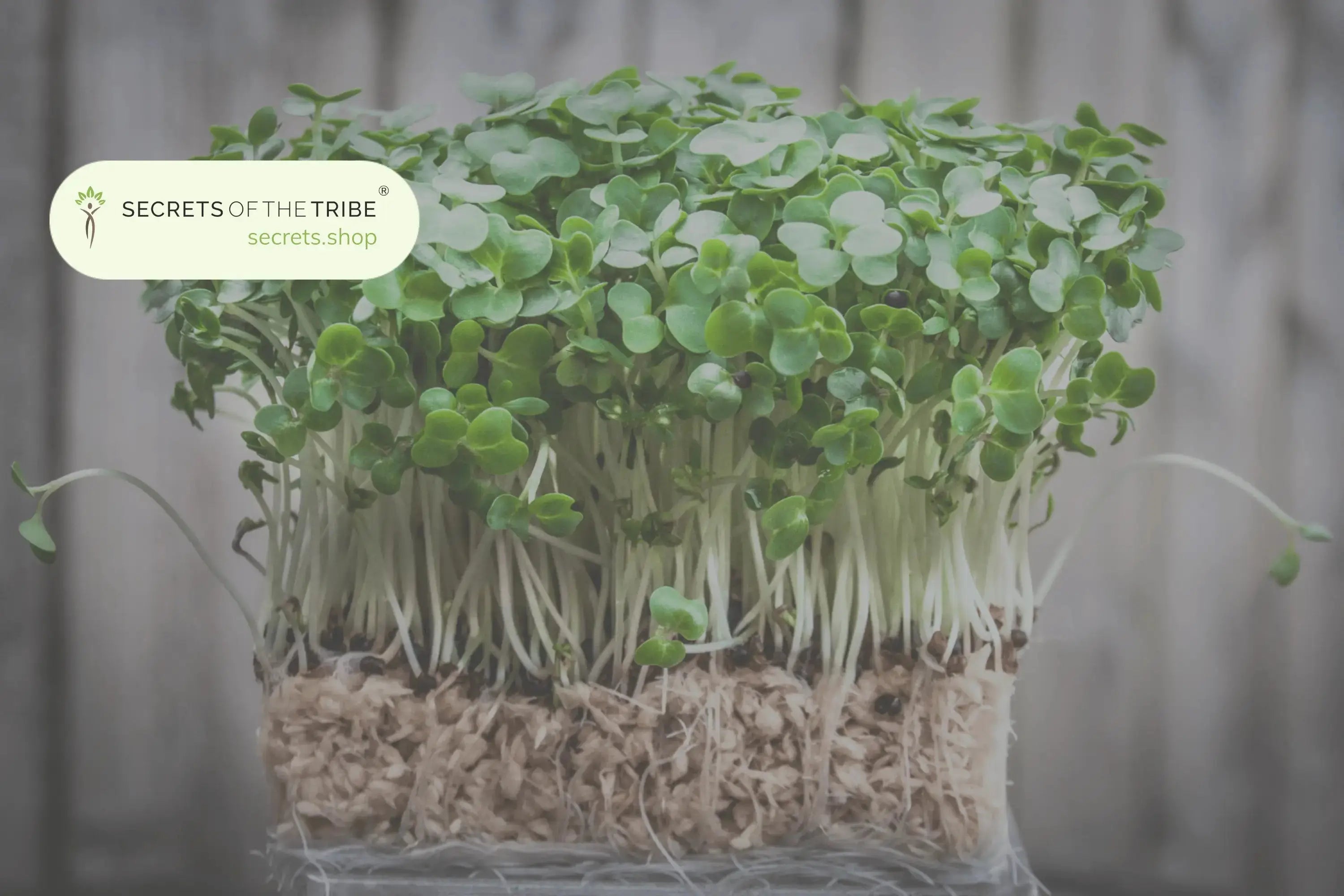 Herbs from Around the World -  Secrets Of The Tribe 