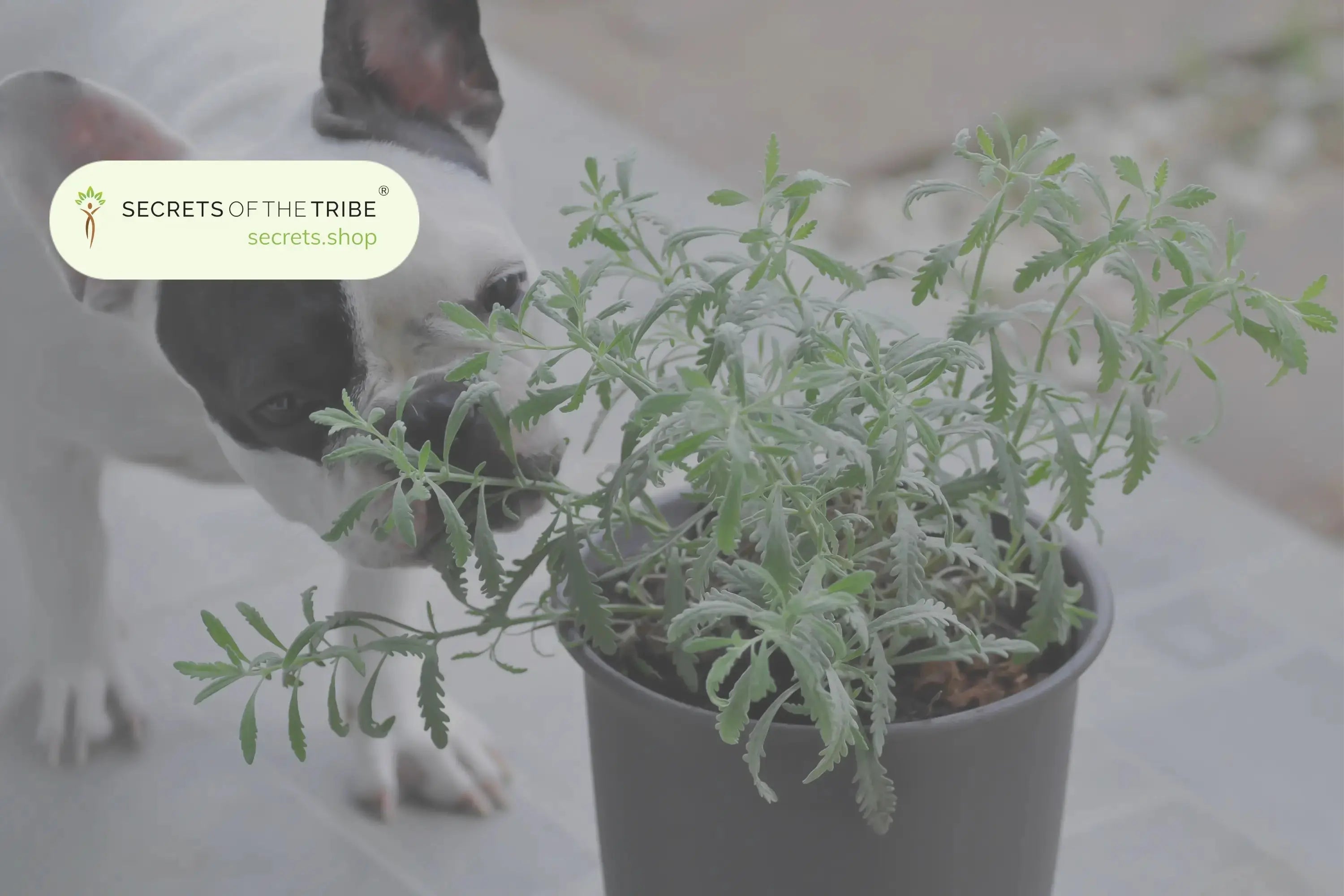 Holistic Help for Hounds: What Herbs Are Good for Dogs' Health? Secrets Of The Tribe 