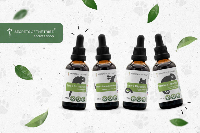 How to Support Our Animal Pals During Summer Heat With Herbal Supplements for Pets