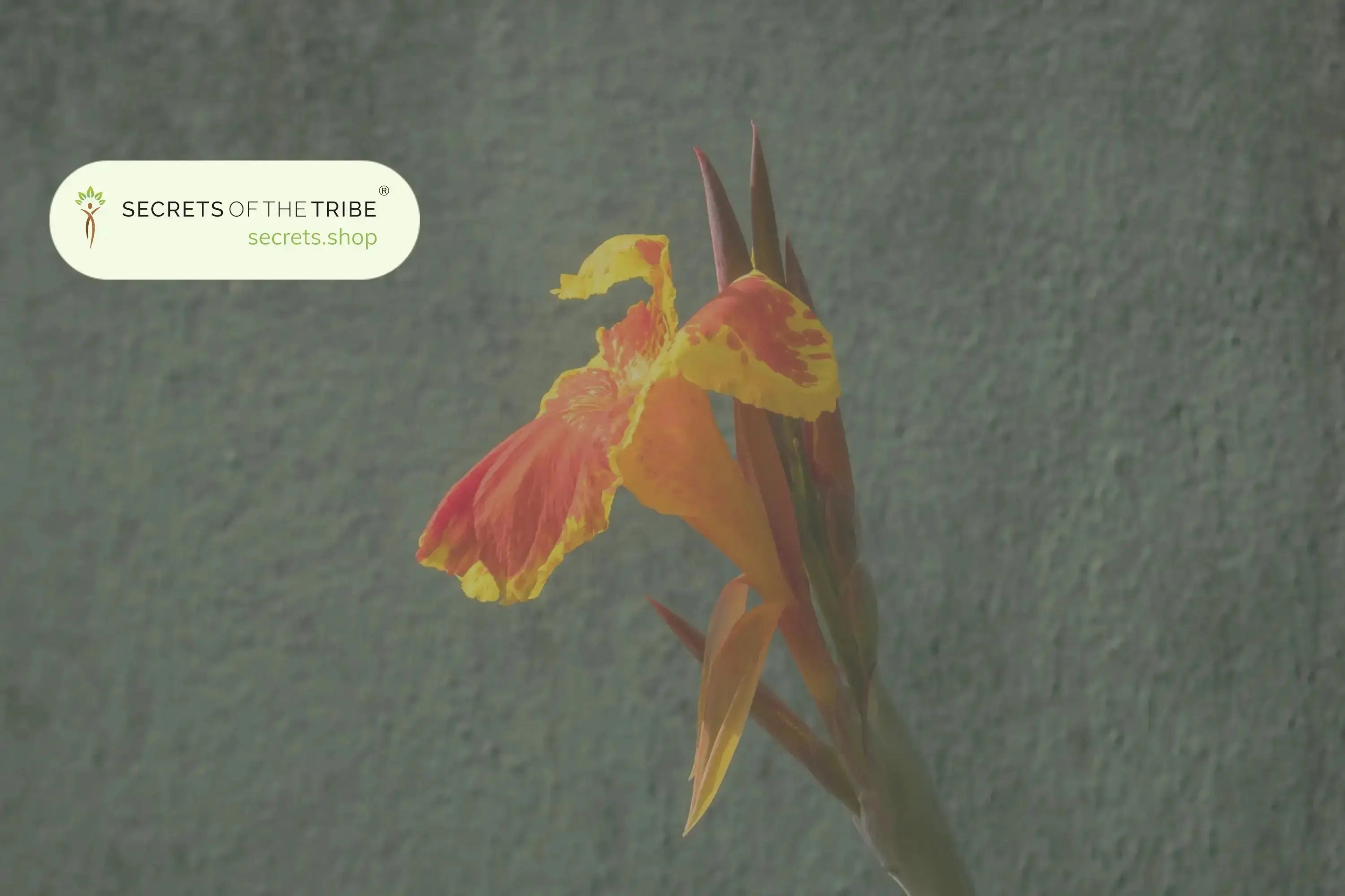 Kanna Herb: Effects, Benefits, Dosage, and Safety Secrets Of The Tribe 