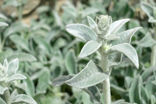 Lamb-s-Ear-vs.-Mullein-Herbal-Doppelgängers-With-Different-Uses Secrets Of The Tribe 