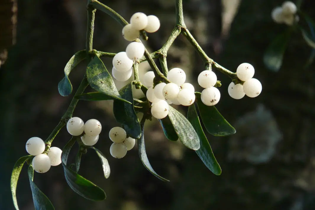 Learn-the-Herb-Mistletoe Secrets Of The Tribe 