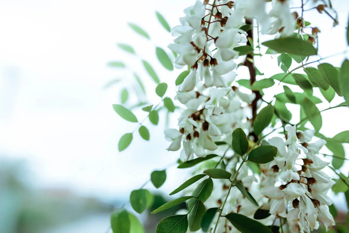 Learn-the-Herbs-Acacia Secrets Of The Tribe 