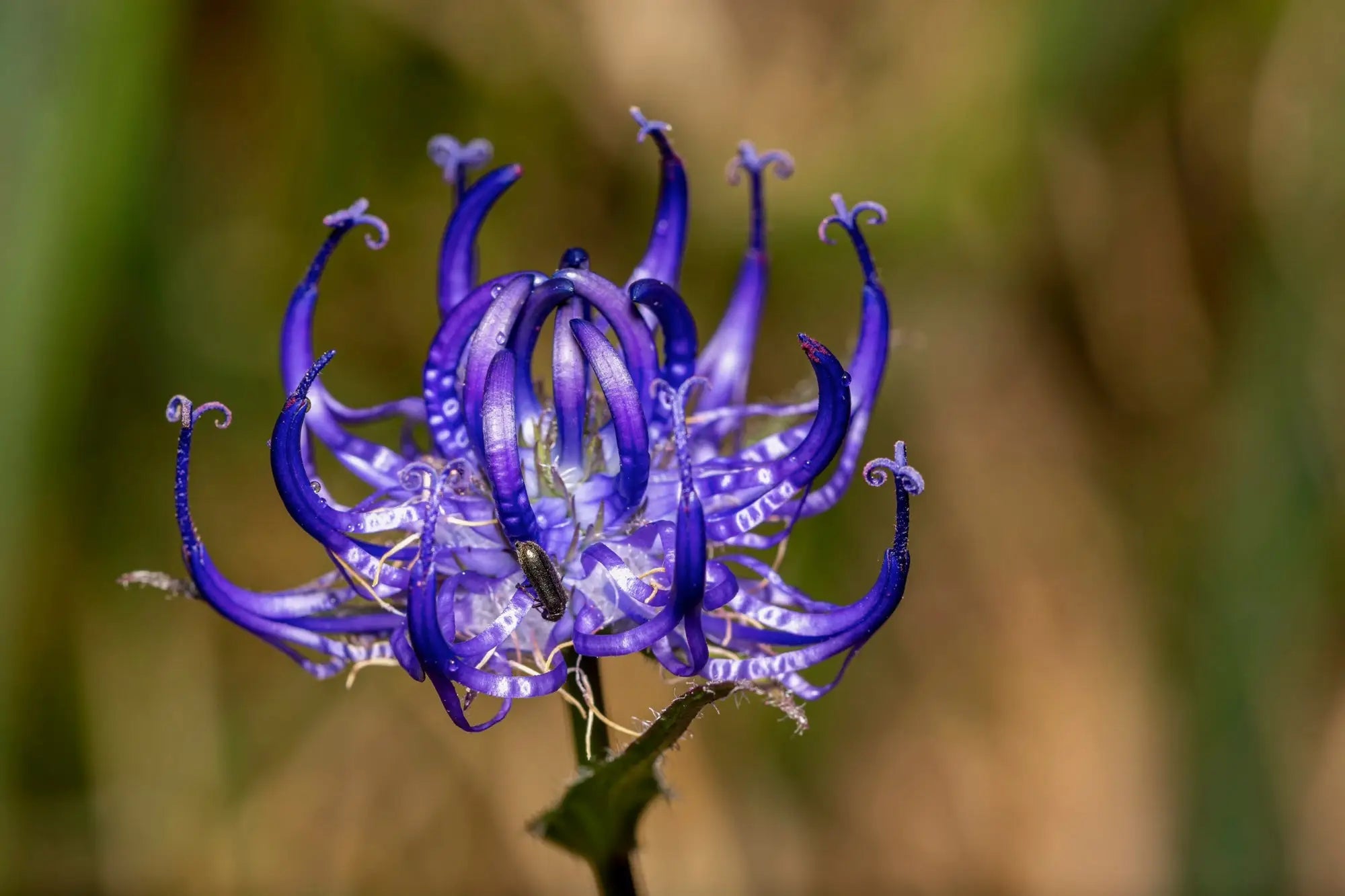 Learn-the-Herbs-Devil-s-Claw Secrets Of The Tribe 