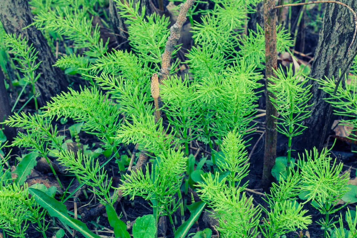 Learn-the-Herbs-Horsetail Secrets Of The Tribe 
