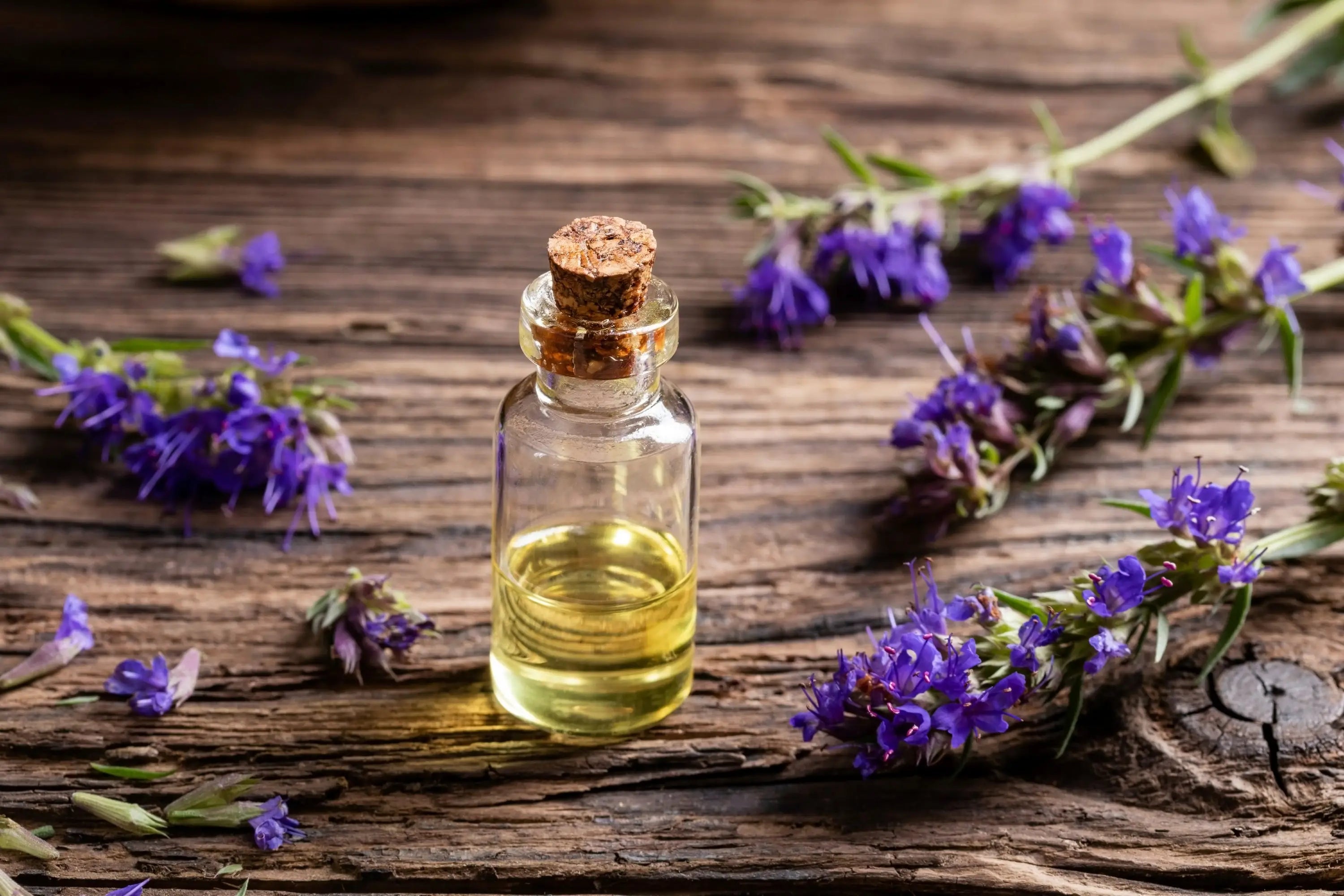 Learn-the-Herbs-Hyssop Secrets Of The Tribe 