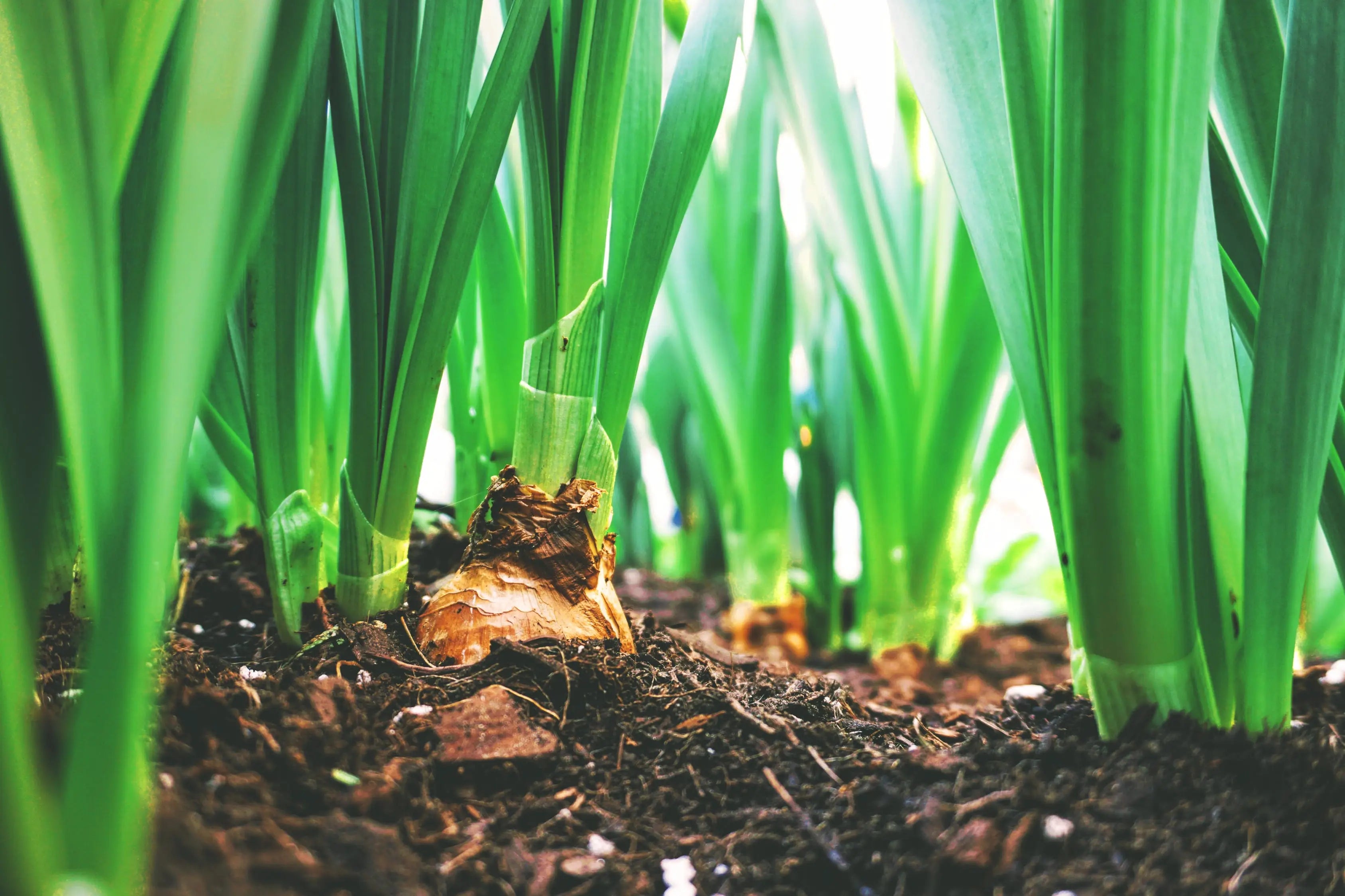 Learn-the-Terms-Phosphorus Secrets Of The Tribe 