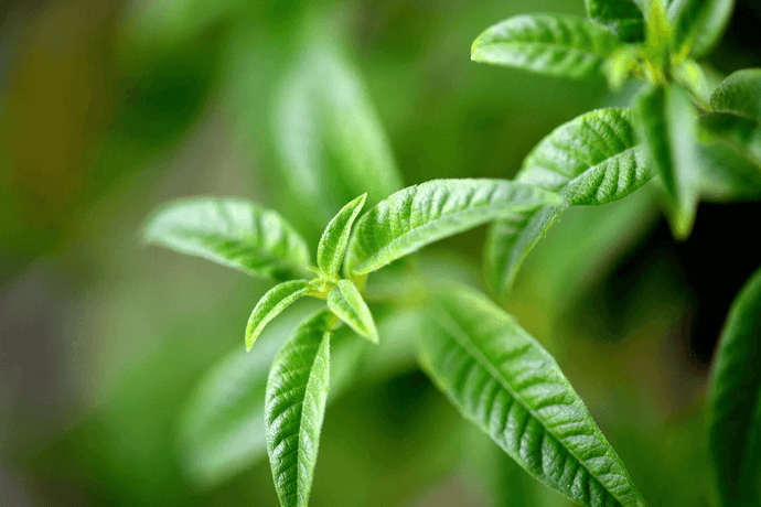 Learn the Herbs: Lemon Verbena Benefits