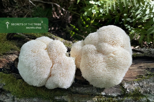 Lion's Mane Mushroom