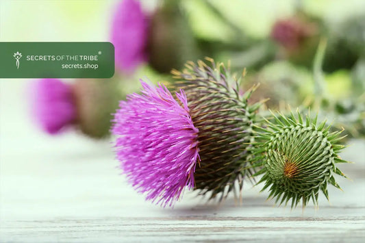 Milk-Thistle-Benefits-for-Liver-Health-and-Potential-Side-Effects Secrets Of The Tribe 