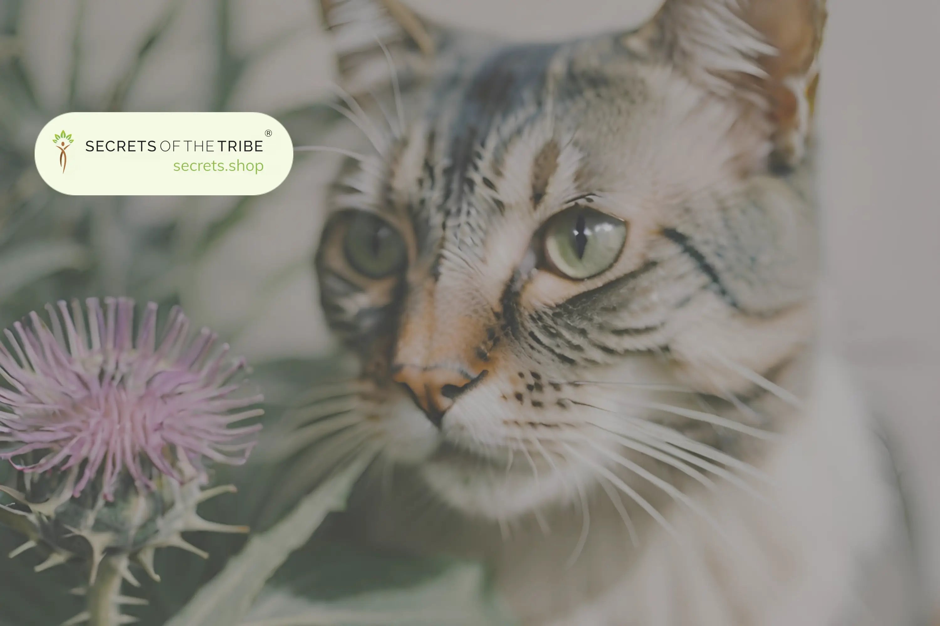Milk-Thistle-for-Cats-4-Benefits-for-Liver-Health-and-Wellbeing Secrets Of The Tribe 