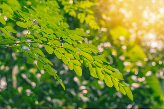Moringa-Benefits-for-Men Secrets Of The Tribe 