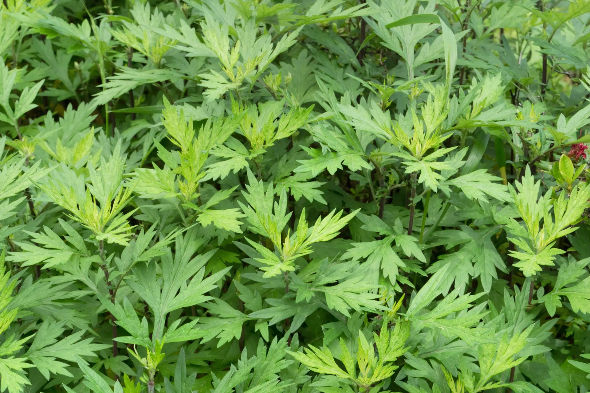 Voice In The Wilderness: MUGWORT -- A Versatile Herb
