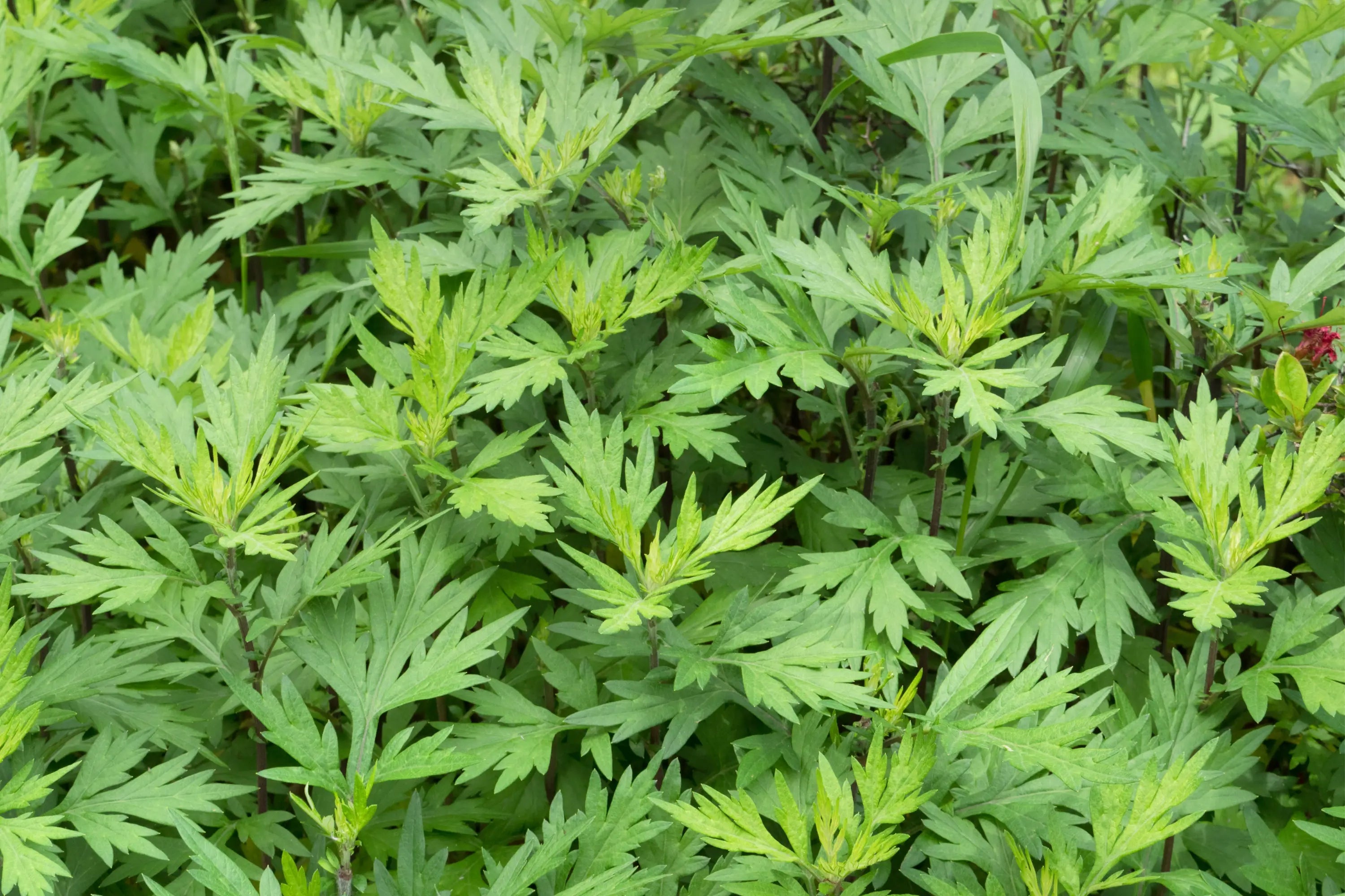 Mugwort-Herb-Everything-You-Need-to-Know Secrets Of The Tribe 