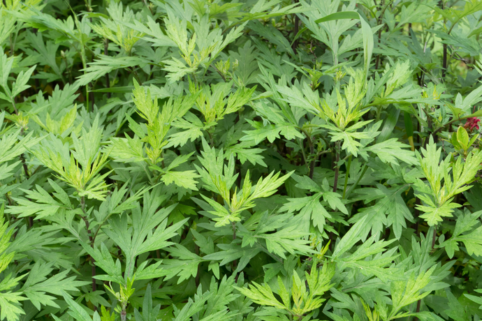 Mugwort Herb: Everything You Need to Know