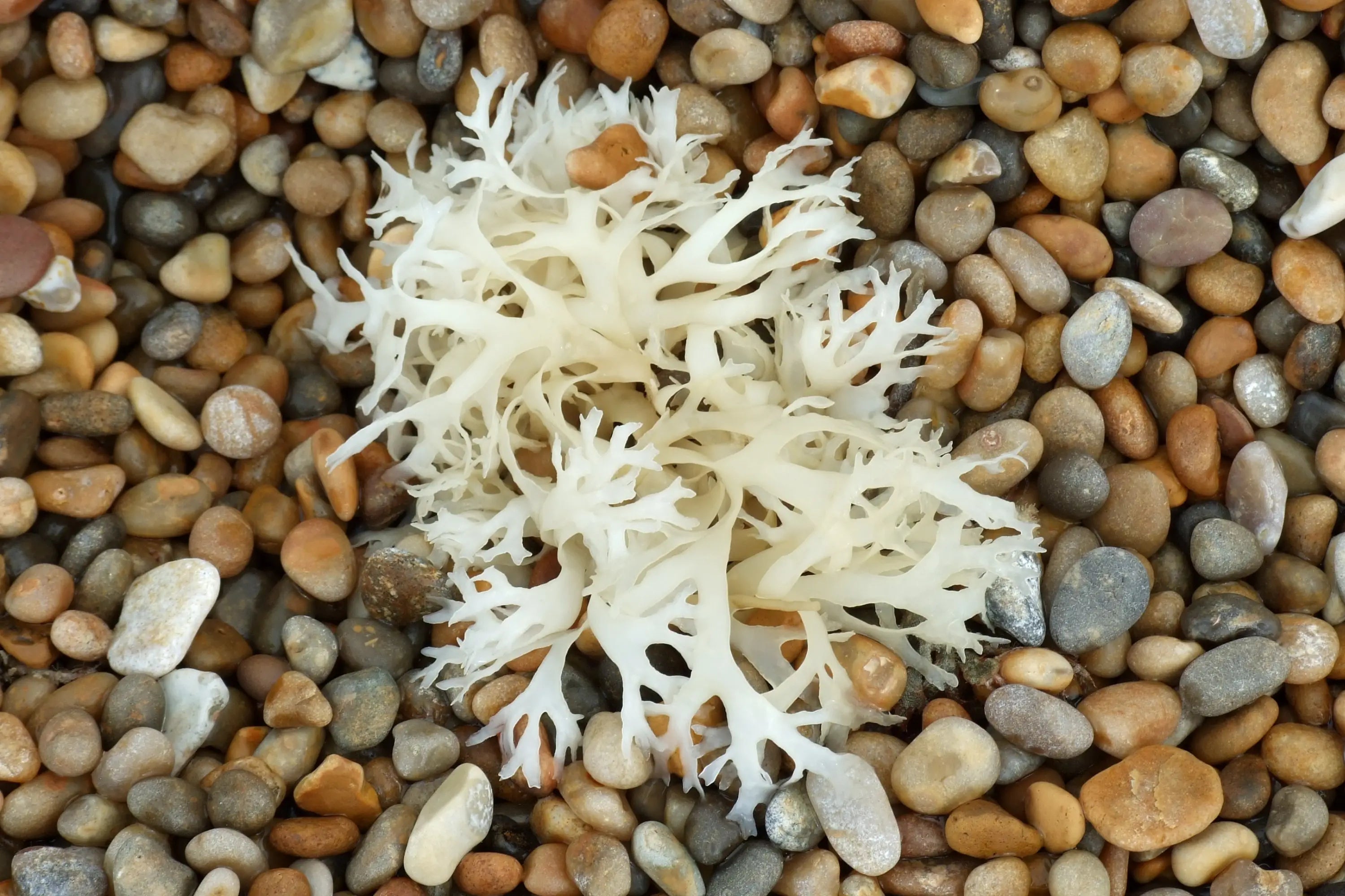 Natural-Sea-Moss-Nutrition-Benefits-and-More Secrets Of The Tribe 