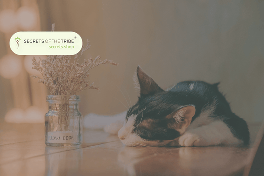 Natural Remedies for pets