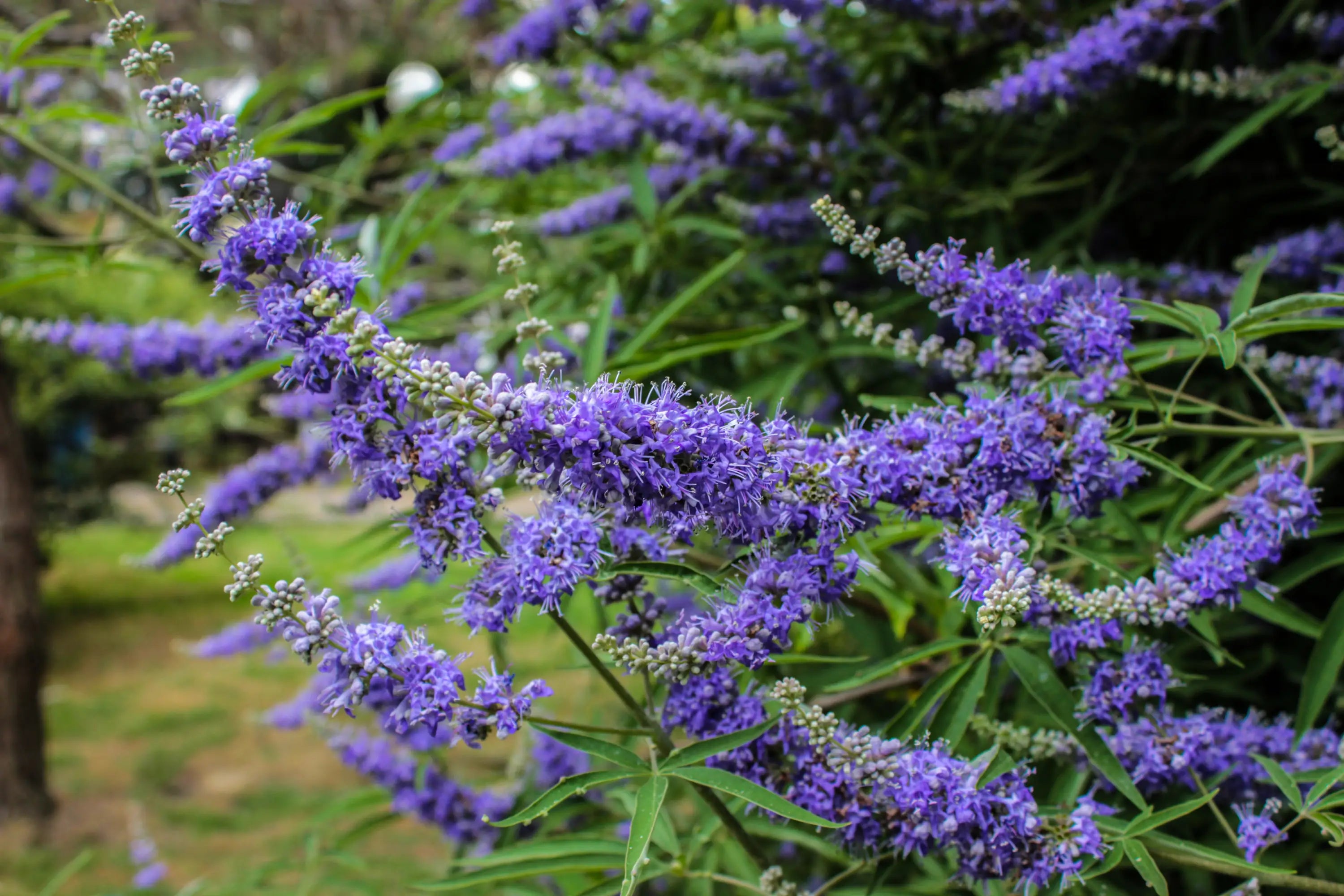 Nature-s-Gift-Unveiling-the-Incredible-Chasteberry-Benefits-for-Health-and-Wellness Secrets Of The Tribe 