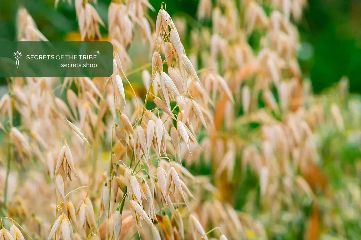 Organic-Oatstraw-Benefits-and-Uses-of-This-Botanical-Wonder Secrets Of The Tribe 