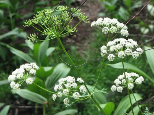 Osha-Root-Benefits Secrets Of The Tribe 