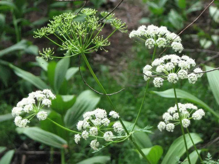 Osha Root Benefits - Uses, Safety, and Tips – Secrets Of The Tribe