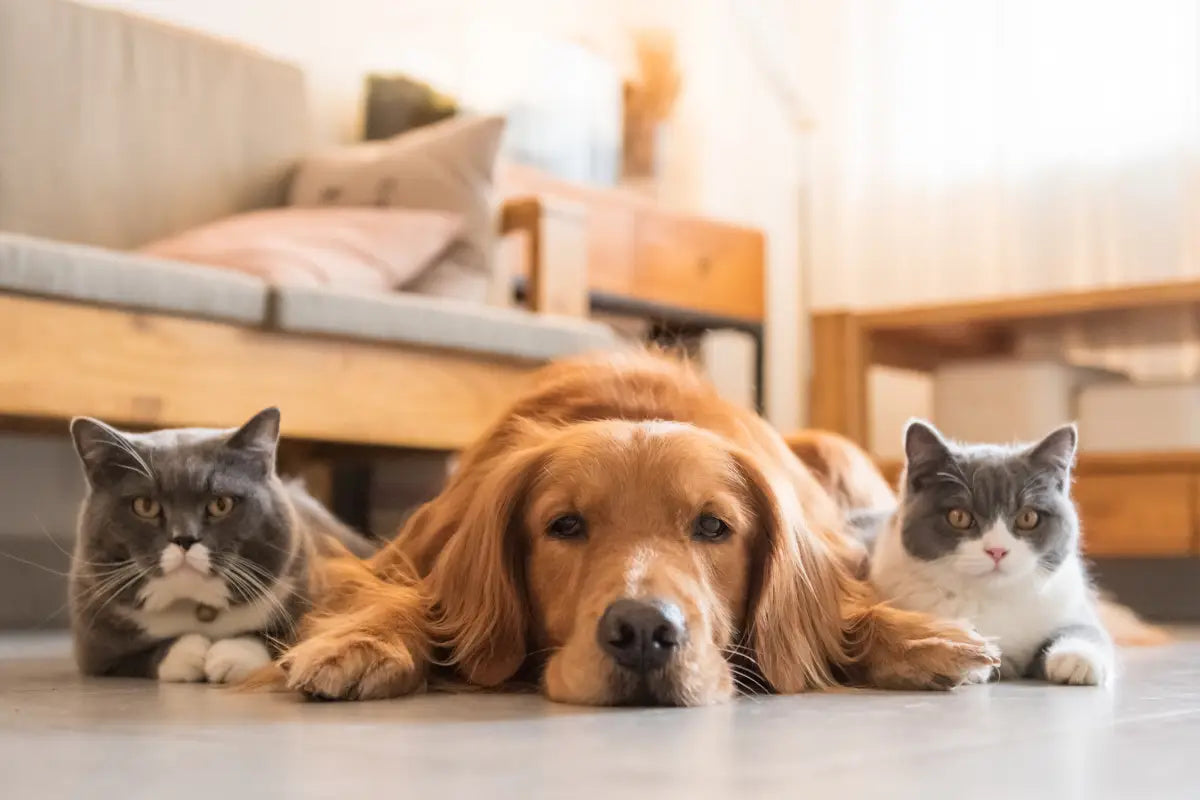 Pet Herbal Supplements Wholesale
