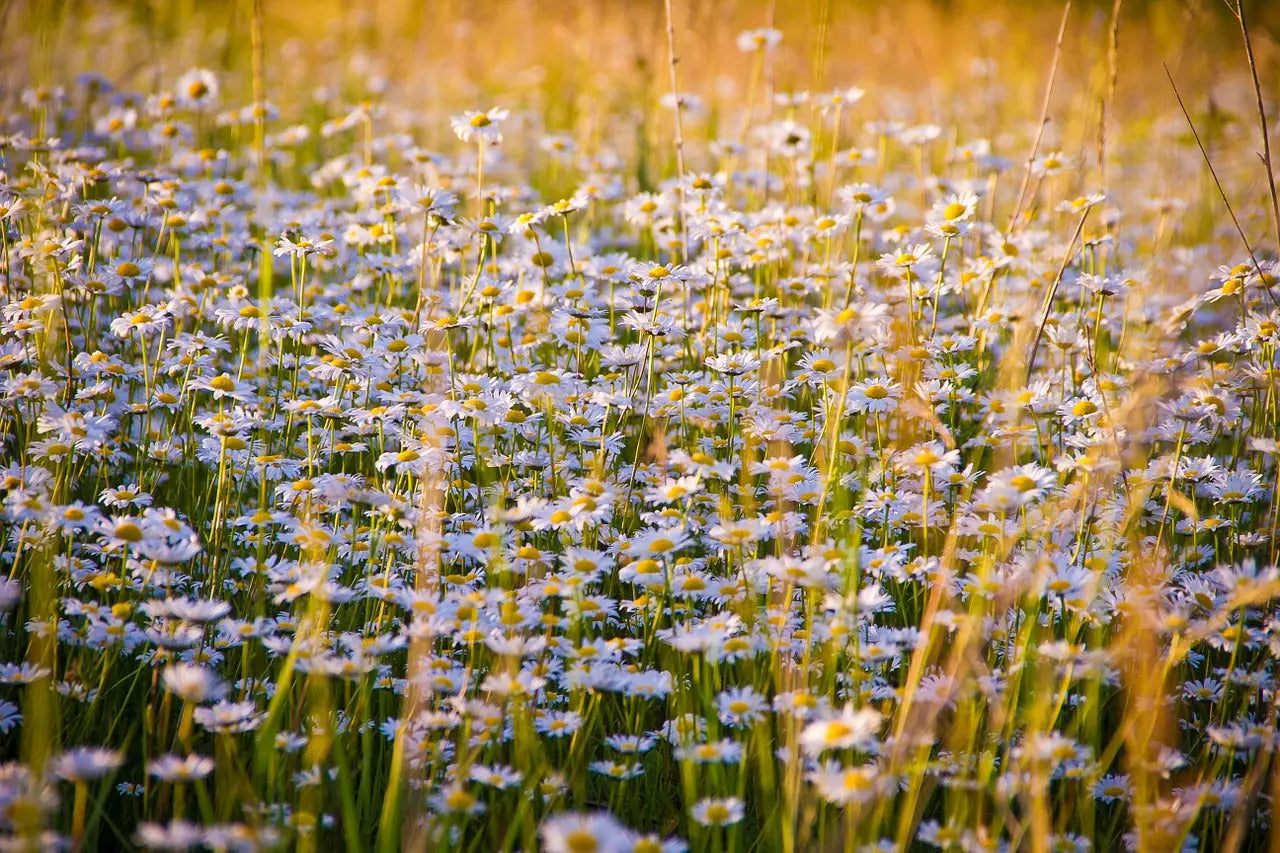 Learn the Herbs: Chamomile - Secrets Of The Tribe Learn the Herbs: Chamomile