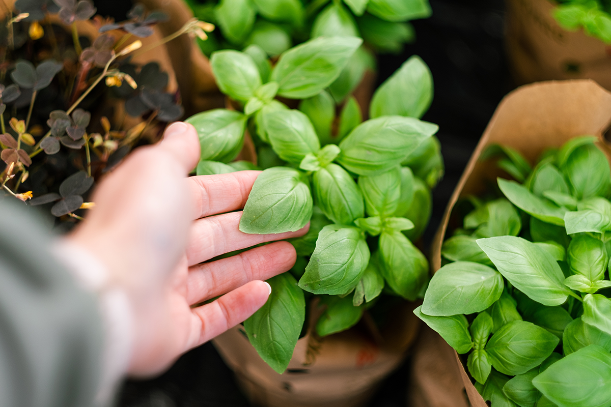 The Best Place to Purchase Vitamins and Herbal Supplements