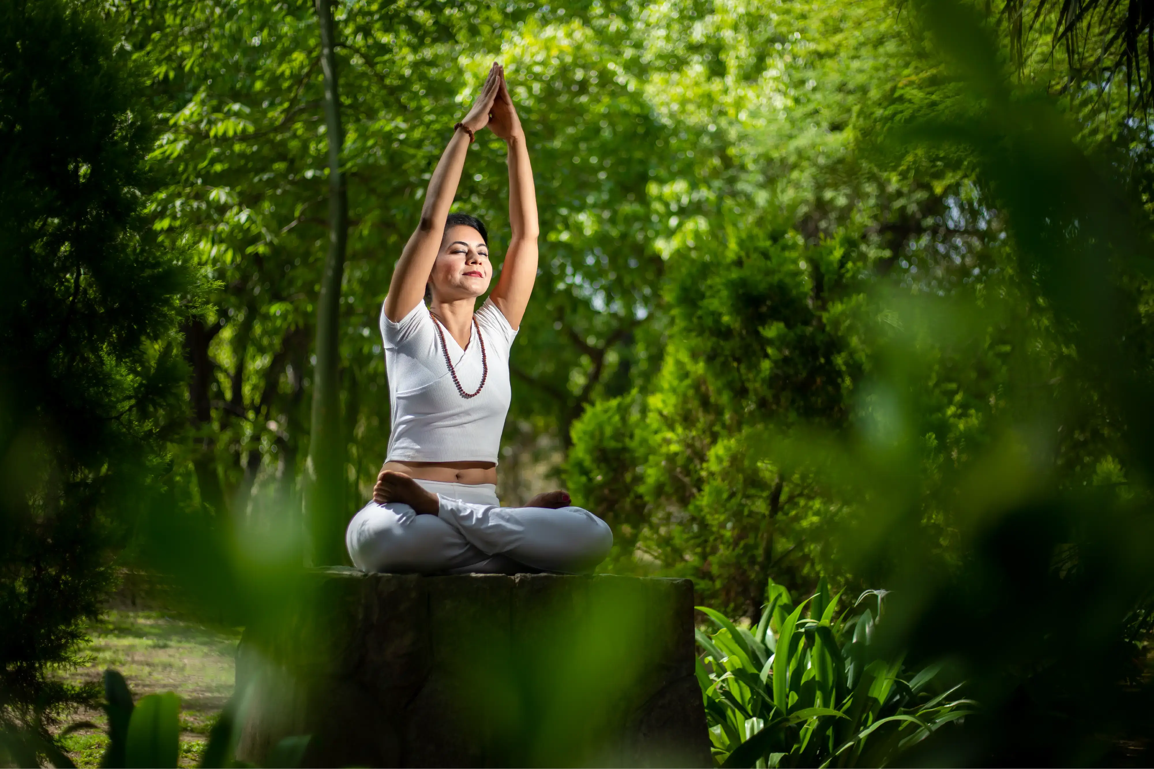 Sophora Japonica vs Japanese Pagoda Tree: Are They the Same Herb? -  Secrets Of The Tribe 