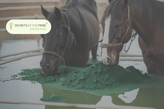 Spirulina for Horses